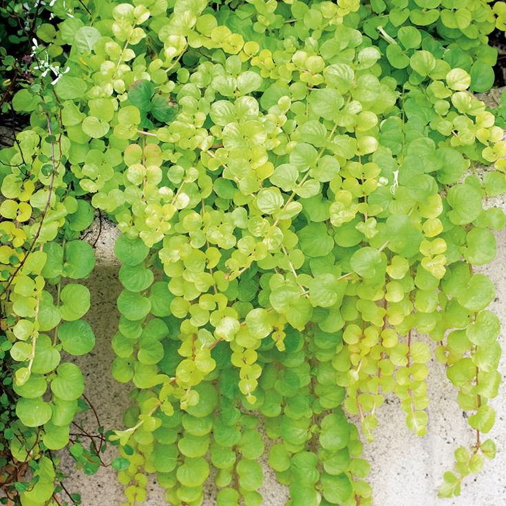 tanaman rambat, golden moneywort